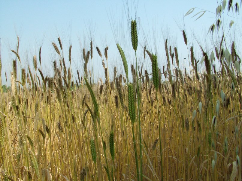 Triticum monococcum - Monococco